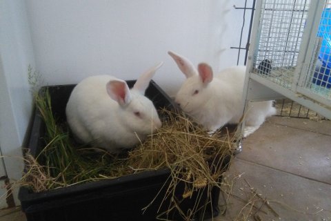 collina dei conigli
