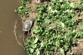 tartarughe abbandonate