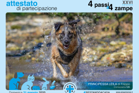 zampe