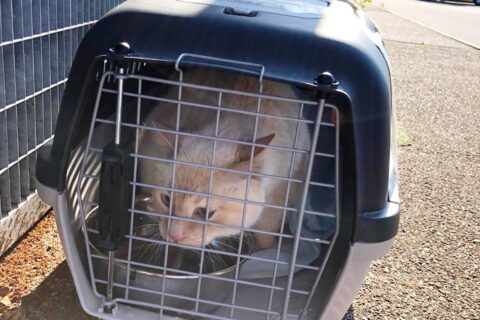 gatto
