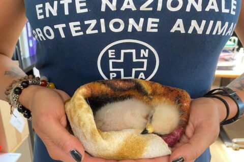 pecchiaiolo