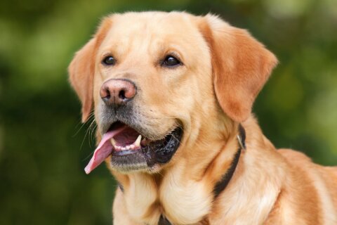 cane