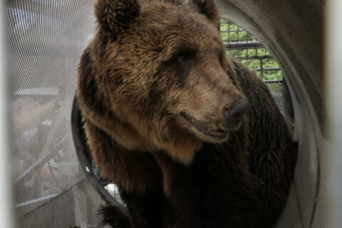 orso