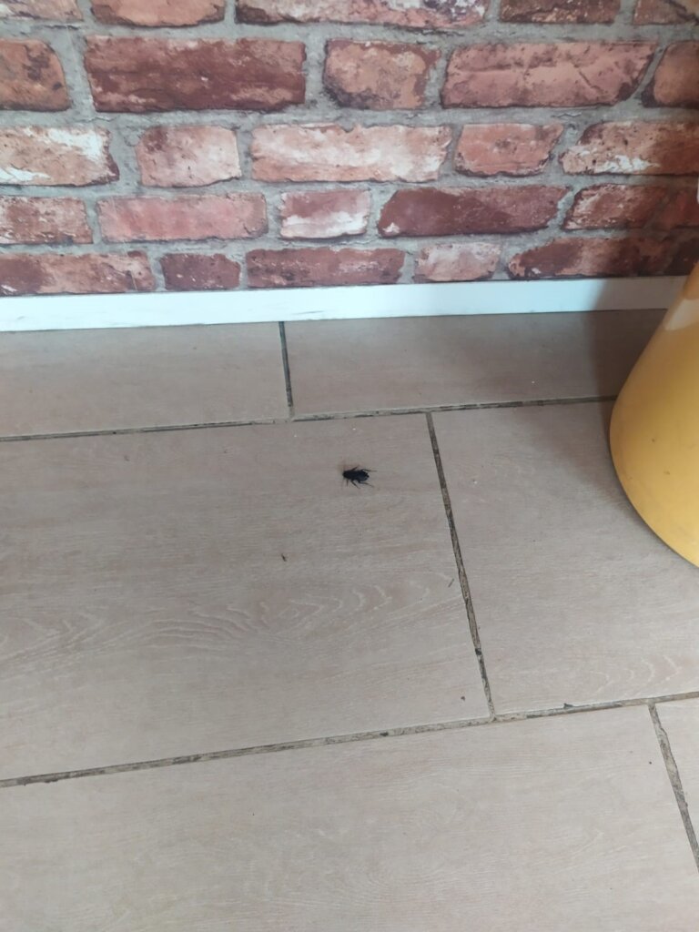 etnico