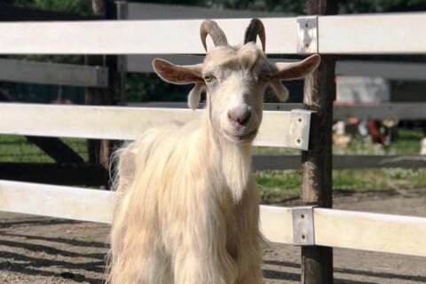 capra