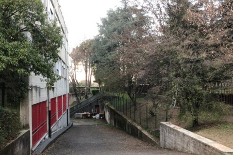 piccione