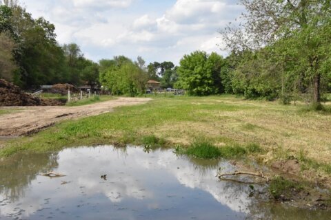 Parco di Monza