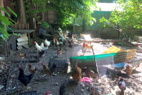 animali