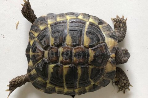 Tartarughe