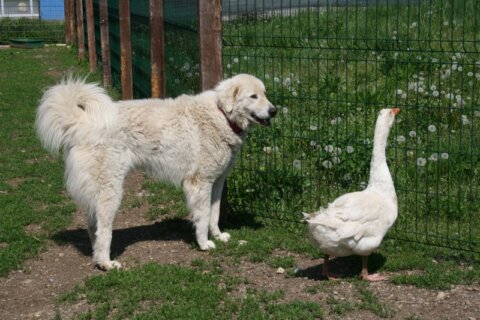 Animali