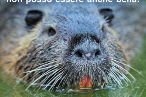 nutrie