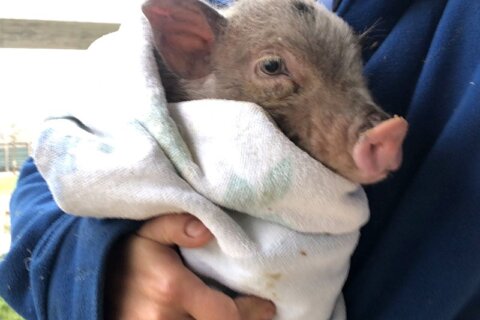 maialino