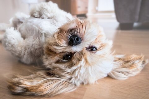 psicologia canina