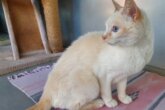 gatto
