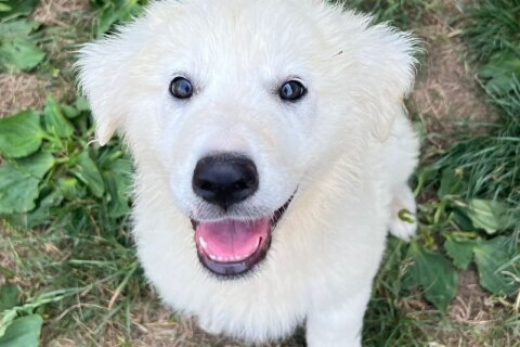 cuccioli