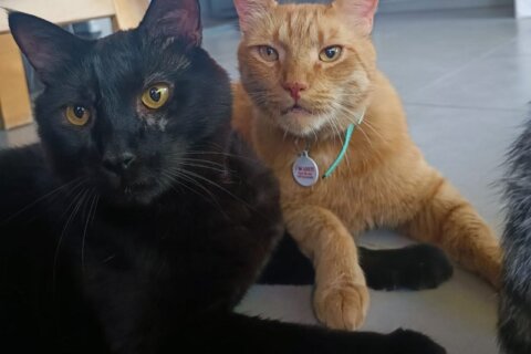 mici