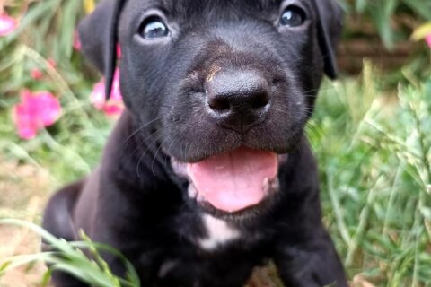 pittbull