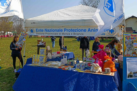 Festa della