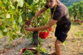 vendemmia