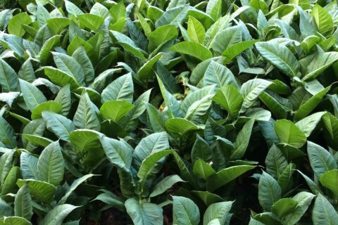 tabacco da masticare