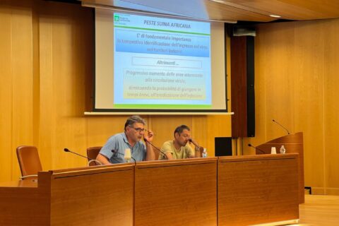 Peste suina africana