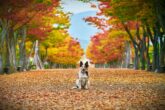autunno