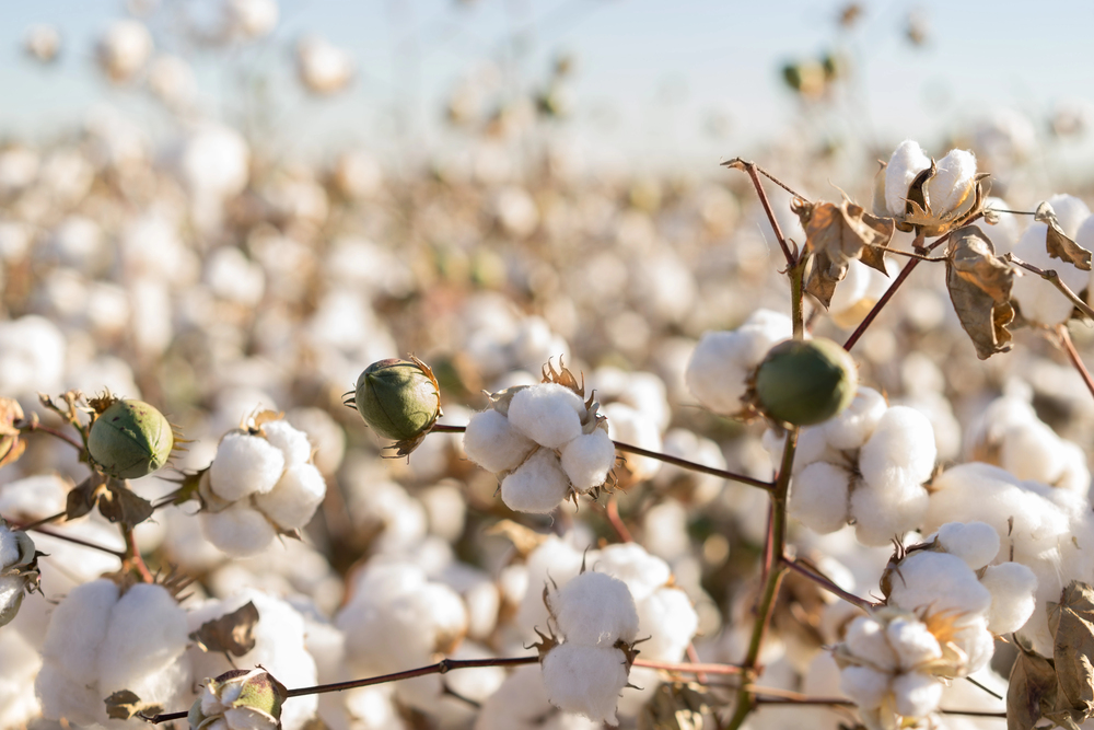 La storia del cotone naturale: dalla coltivazione antica alla ...