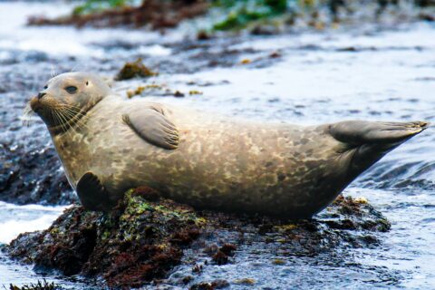 foche animali foca wwf