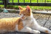 giussano gatto enpa monza brianza