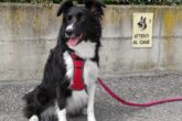 cani da pastore border collie