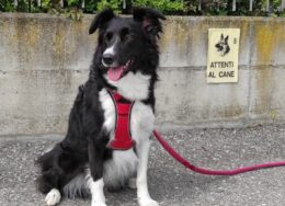 border-collie-amica-stella-032-ok-st-260x188.jpg