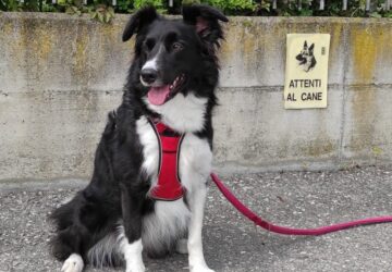 border-collie-amica-stella-032-ok-st-360x250.jpg