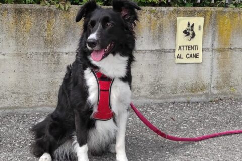 cani da pastore border collie