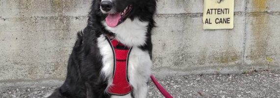 border-collie-amica-stella-032-ok-st-571x200.jpg